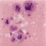 Mayco Jungle Gem - CG-1014 - Pink Plum -  4 fluid oz.