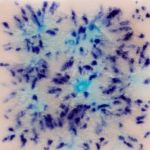 Mayco Crystalite - S-2702 - Northern Lights -  4 fluid oz.