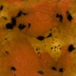 Mayco Crystalite - S-2725 - Safari -  4 fluid oz.