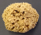 Mediterranean Sponge -  Small