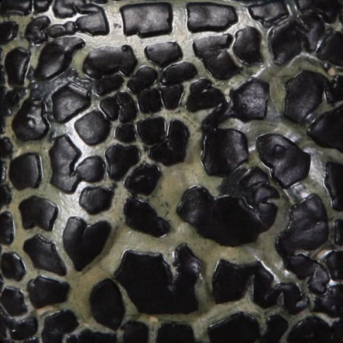 Mayco Stoneware Glaze - SW-404 - Black Mudcrack - 1 pint